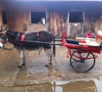 Donkey and Cart